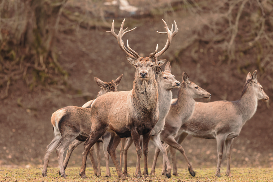 Gruppe von Hirschen im Wald