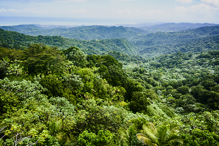 Puerto Rico, Waldgebiet von oben